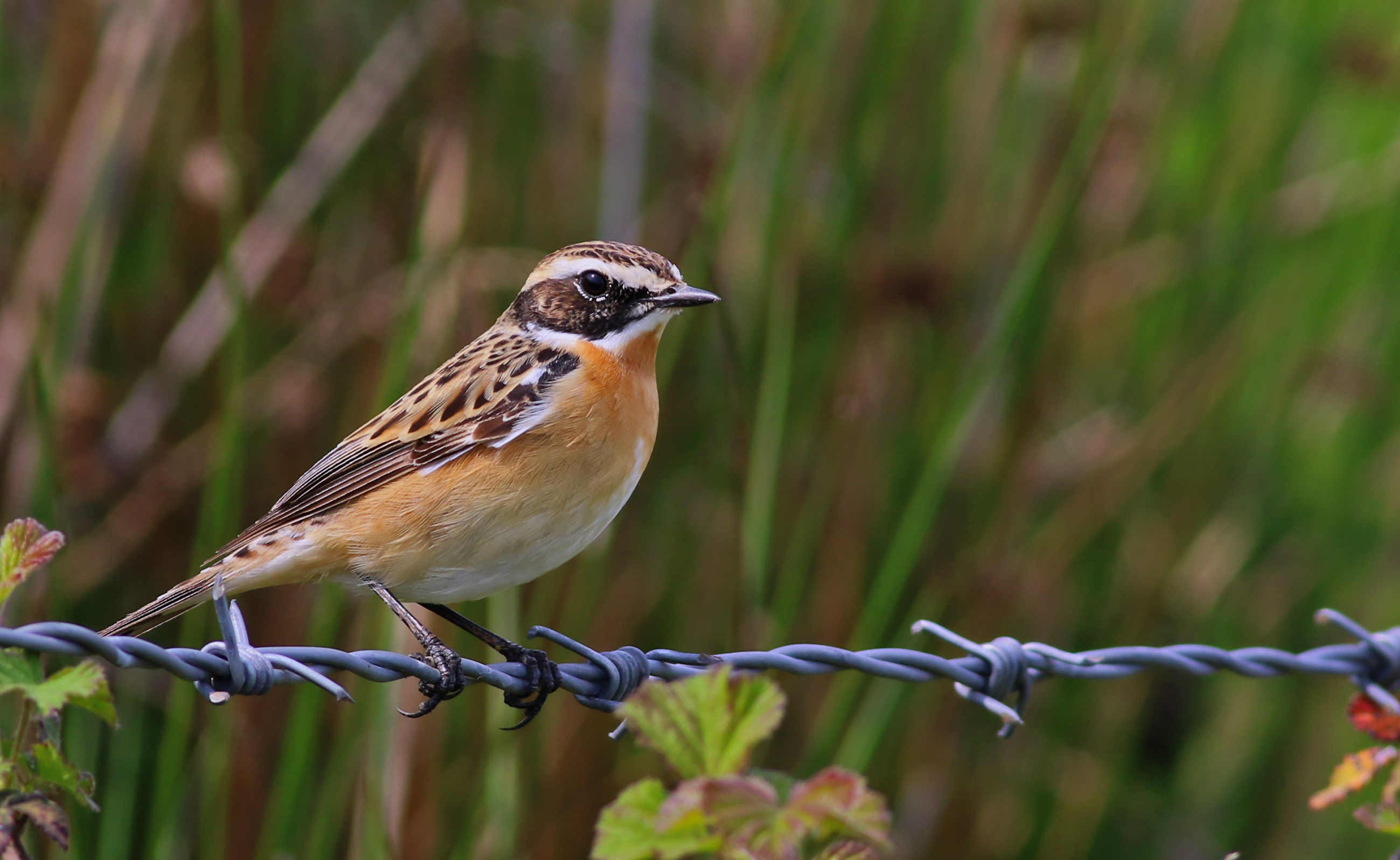 Whinchat